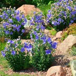 Balloon Flower (Platycodon grandiflorus) Plant | Flowering Plants, Herbaceous Perennials Balloon Flower (Platycodon grandiflorus) Plant | Flowering Plants
