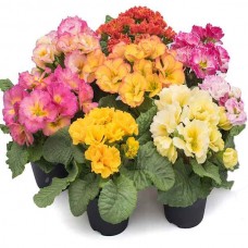 Πρίμουλα (Primula vulgaris-συν. Primula acaulis) Φυτό - Πολυετή Ανθοφόρα Φυτά