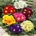 Πρίμουλα (Primula vulgaris-συν. Primula acaulis) Φυτό - Πολυετή Ανθοφόρα Φυτά