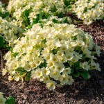 Πρίμουλα (Primula vulgaris-συν. Primula acaulis) Φυτό - Πολυετή Ανθοφόρα Φυτά