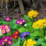 Πρίμουλα (Primula vulgaris-συν. Primula acaulis) Φυτό - Πολυετή Ανθοφόρα Φυτά
