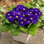 Πρίμουλα (Primula vulgaris-συν. Primula acaulis) Φυτό - Πολυετή Ανθοφόρα Φυτά