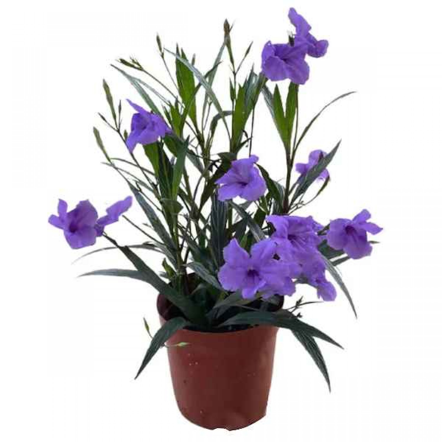 Ρουέλια ή Μεξικάνικη Πετούνια (Ruellia brittoniana-συν. Ruellia simplex) Φυτό - Πολυετή Ανθοφόρα Φυτά
