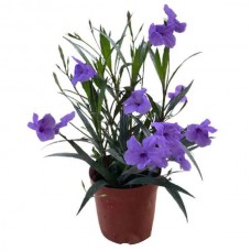 Ρουέλια ή Μεξικάνικη Πετούνια (Ruellia brittoniana-συν. Ruellia simplex) Φυτό - Πολυετή Ανθοφόρα Φυτά