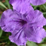 Ρουέλια ή Μεξικάνικη Πετούνια (Ruellia brittoniana-συν. Ruellia simplex) Φυτό - Πολυετή Ανθοφόρα Φυτά