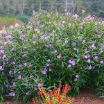 Ρουέλια ή Μεξικάνικη Πετούνια (Ruellia brittoniana-συν. Ruellia simplex) Φυτό - Πολυετή Ανθοφόρα Φυτά