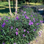 Ρουέλια ή Μεξικάνικη Πετούνια (Ruellia brittoniana-συν. Ruellia simplex) Φυτό - Πολυετή Ανθοφόρα Φυτά