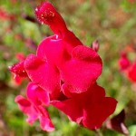 Σάλβια Greggii Κόκκινη (Salvia greggii) Πολυετής Πόα - Πολυετή Ανθοφόρα Φυτά