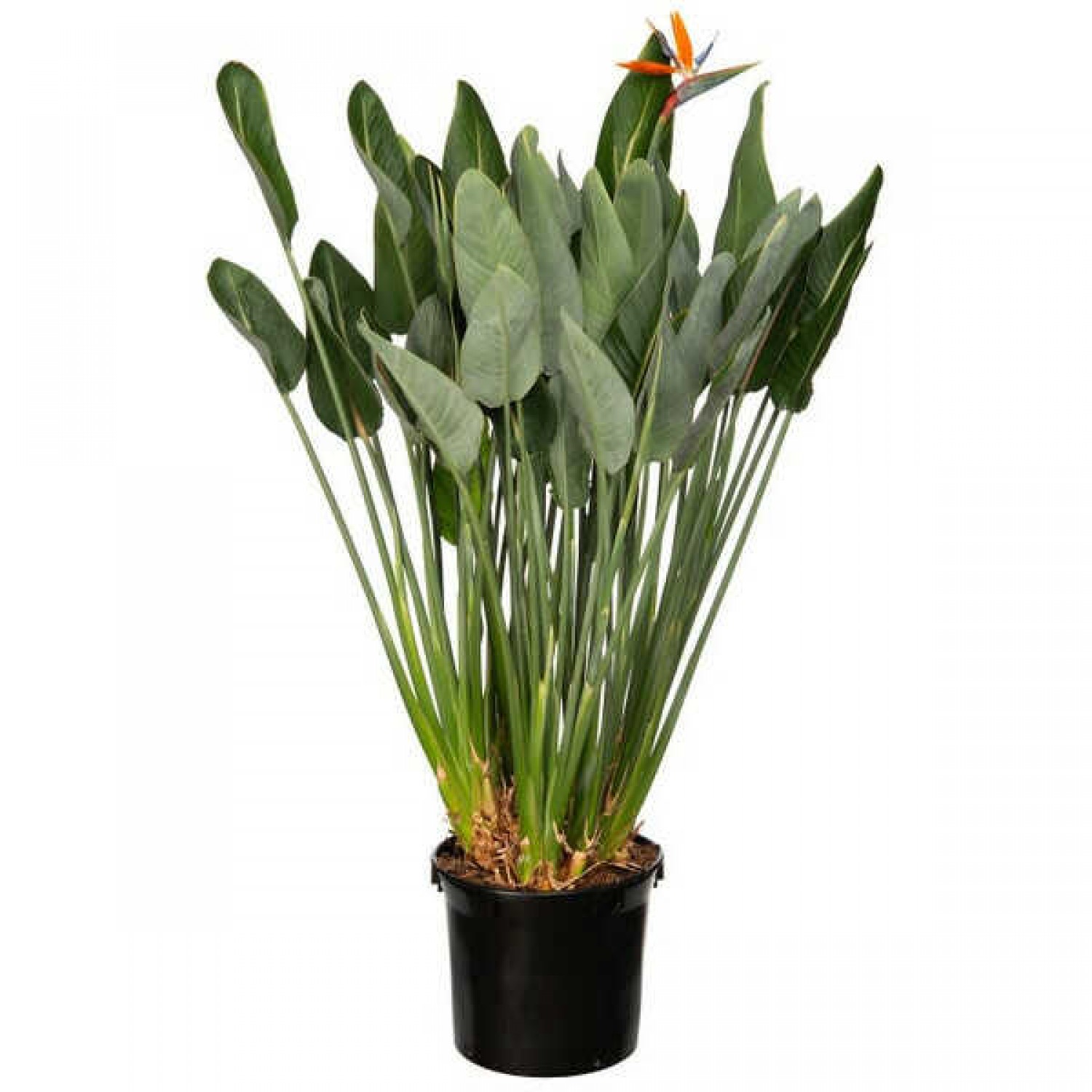 Στρελίτσια ή Στερλίτσια (Strelitzia reginae) Φυτό - Πουλί του Παραδείσου Στερλίτσια ή Πουλί του Παραδείσου (Strelitzia reginae) Φυτό