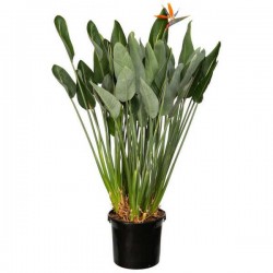 Στερλίτσια ή Πουλί του Παραδείσου (Strelitzia reginae) Φυτό