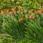 Στρελίτσια ή Στερλίτσια (Strelitzia reginae) Φυτό - Πουλί του Παραδείσου Στερλίτσια ή Πουλί του Παραδείσου (Strelitzia reginae) Φυτό