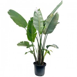 Στρελίτσια ή Στρελίτζια Λευκή (Strelitzia nicolai) Φυτό - Στρελίτσιες Νικολάι Φυτά
