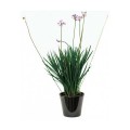 Τουλμπάχια (Tulbaghia violacea)
