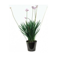 Τουλμπάχια (Tulbaghia violacea)