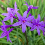 Τουλμπάχια (Tulbaghia violacea)| kipogeorgiki.live