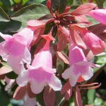 Αμπέλια Έντουαρντ Γκουσέ (Abelia 'Edward Goucher')