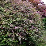 Αμπέλια Έντουαρντ Γκουσέ (Abelia 'Edward Goucher')