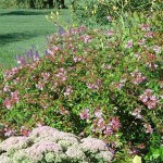 Αμπέλια Έντουαρντ Γκουσέ (Abelia 'Edward Goucher')