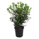 Chinese Pittosporum Shrubs (Pittosporum heterophyllum)
