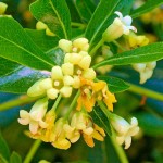 Chinese Pittosporum Shrubs (Pittosporum heterophyllum)