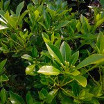 Chinese Pittosporum Shrubs (Pittosporum heterophyllum)