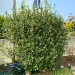 Chinese Pittosporum Shrubs (Pittosporum heterophyllum)