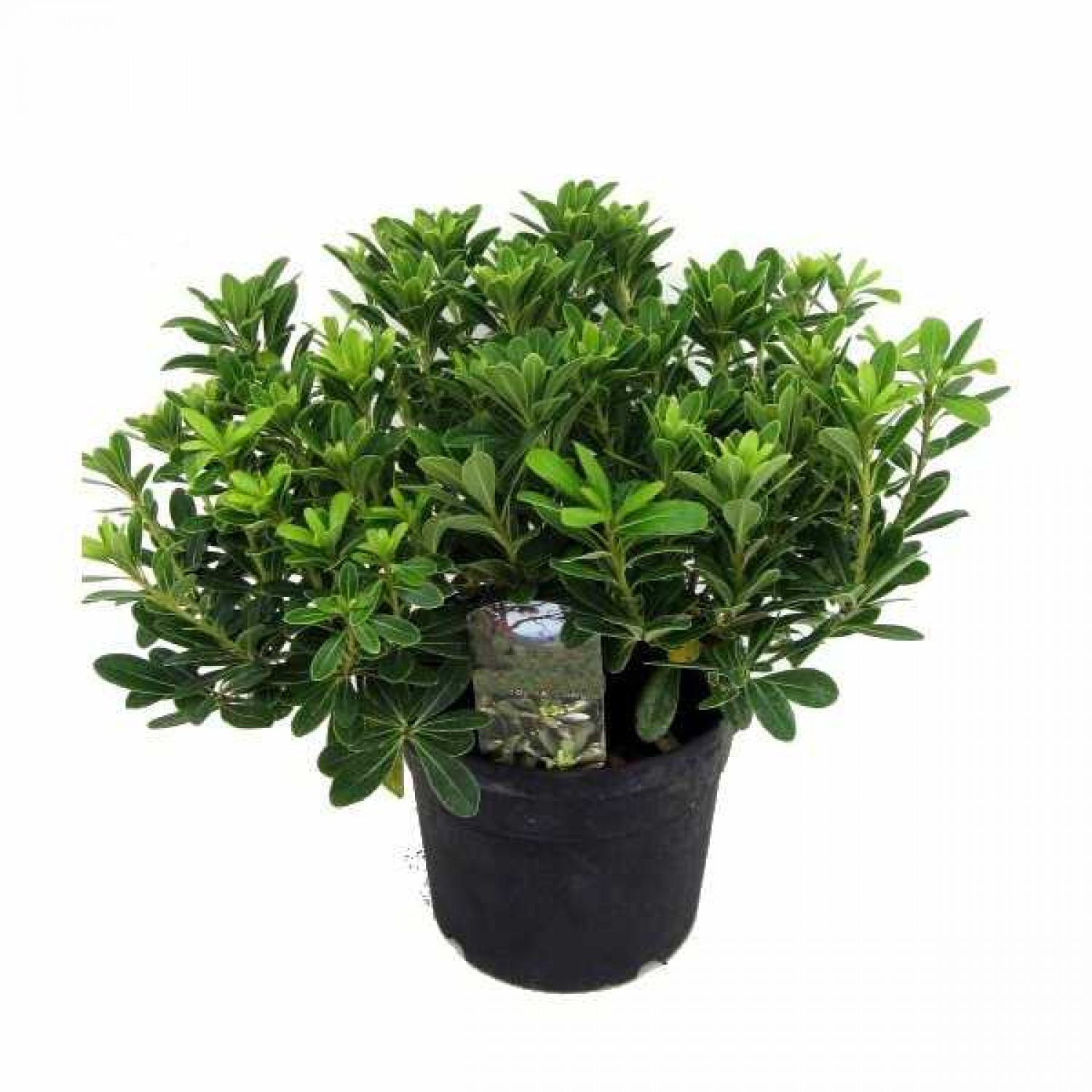 Japanese Mock Orange (Pittosporum Tobira ‘Nanum’) | Evergreen Shrubs & Trees Japanese Mock Orange (Pittosporum Tobira ‘Nanum’) | kipogeorgiki.live