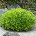 Japanese Mock Orange (Pittosporum Tobira ‘Nanum’) | Evergreen Shrubs & Trees Japanese Mock Orange (Pittosporum Tobira ‘Nanum’) | kipogeorgiki.live