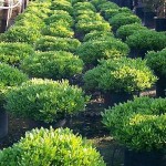 Japanese Mock Orange (Pittosporum Tobira ‘Nanum’) | Evergreen Shrubs & Trees Japanese Mock Orange (Pittosporum Tobira ‘Nanum’) | kipogeorgiki.live