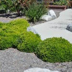 Japanese Mock Orange (Pittosporum Tobira ‘Nanum’) | Evergreen Shrubs & Trees Japanese Mock Orange (Pittosporum Tobira ‘Nanum’) | kipogeorgiki.live