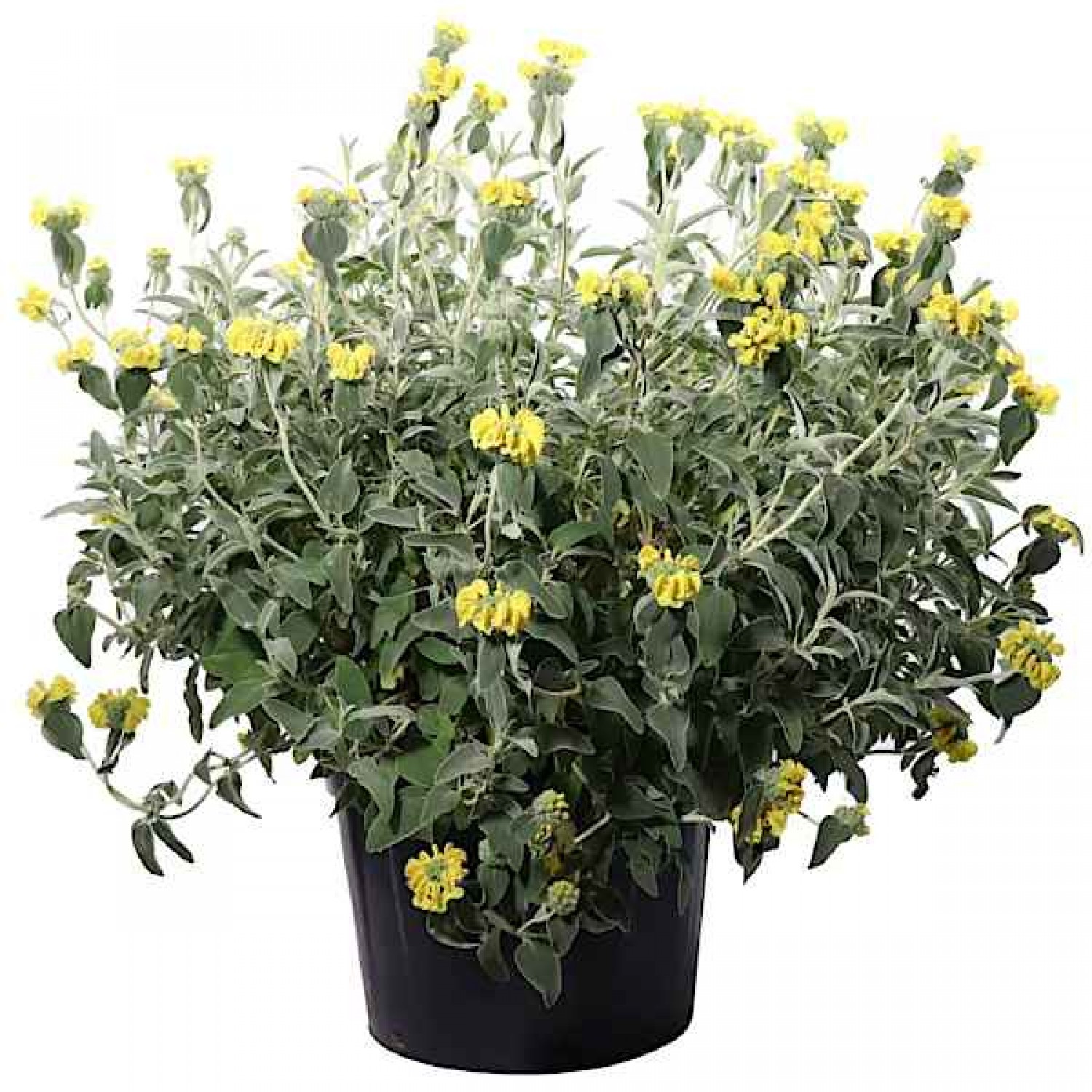 Ασφάκα (Phlomis fruticosa-Φλωμίς η θαμνώδης) Θάμνος - Καλλωπιστικοί Θάμνοι Ασφάκας