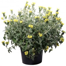 Ασφάκα (Phlomis fruticosa-Φλωμίς η θαμνώδης) Θάμνος - Καλλωπιστικοί Θάμνοι Ασφάκας