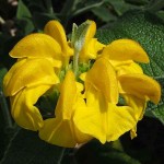 Ασφάκα (Phlomis fruticosa-Φλωμίς η θαμνώδης) Θάμνος - Καλλωπιστικοί Θάμνοι Ασφάκας