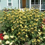 Ασφάκα (Phlomis fruticosa-Φλωμίς η θαμνώδης) Θάμνος - Καλλωπιστικοί Θάμνοι Ασφάκας