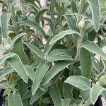 Ασφάκα (Phlomis fruticosa-Φλωμίς η θαμνώδης) Θάμνος - Καλλωπιστικοί Θάμνοι Ασφάκας
