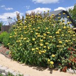 Ασφάκα (Phlomis fruticosa-Φλωμίς η θαμνώδης) Θάμνος - Καλλωπιστικοί Θάμνοι Ασφάκας
