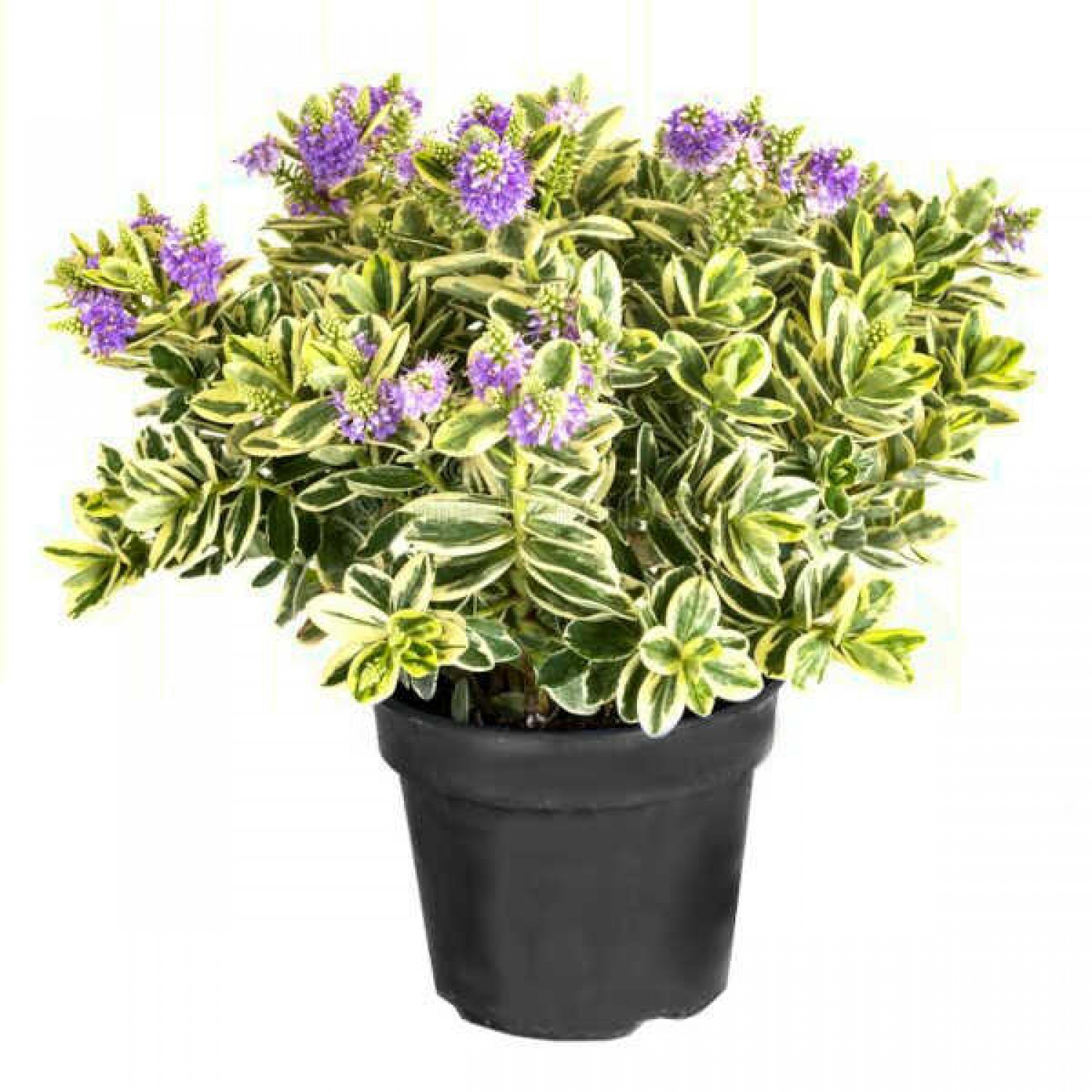 Βερονίκη Νάνα Πανασέ (Hebe x franciscana 'Variegata') Θάμνος | Αειθαλή Ανθοφόρα Θαμνώδη Φυτά Βερονίκη Πανασέ Νάνα (Hebe x franciscana 'Variegata') Θάμνος