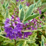 Βερονίκη Νάνα Πανασέ (Hebe x franciscana 'Variegata') Θάμνος | Αειθαλή Ανθοφόρα Θαμνώδη Φυτά Βερονίκη Πανασέ Νάνα (Hebe x franciscana 'Variegata') Θάμνος