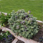 Βερονίκη Νάνα Πανασέ (Hebe x franciscana 'Variegata') Θάμνος | Αειθαλή Ανθοφόρα Θαμνώδη Φυτά Βερονίκη Πανασέ Νάνα (Hebe x franciscana 'Variegata') Θάμνος