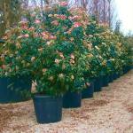 Βιβούρνο το κοινό (Viburnum tinus) | Φυτά Φυλλώματος - Ανθέων
