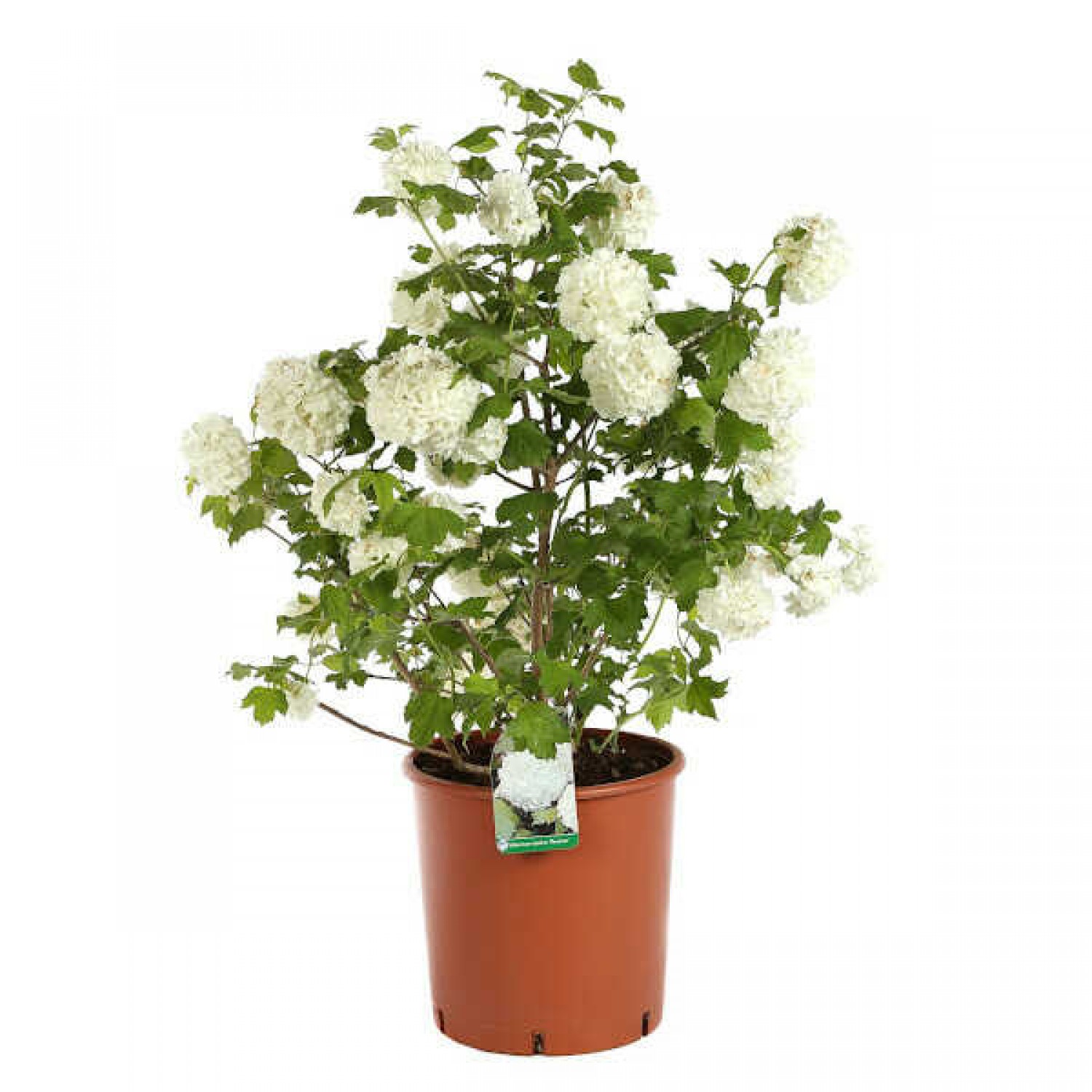 Guelder Rose (Viburnum opulus) Shrub Guelder Roses (Viburnum opulus) | Hedge & Flowering Plants