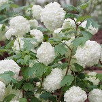 Guelder Rose (Viburnum opulus) Shrub Guelder Roses (Viburnum opulus) | Hedge & Flowering Plants