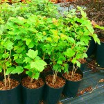 Guelder Rose (Viburnum opulus) Shrub Guelder Roses (Viburnum opulus) | Hedge & Flowering Plants