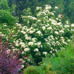 Guelder Rose (Viburnum opulus) Shrub Guelder Roses (Viburnum opulus) | Hedge & Flowering Plants