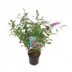 Βουδλέια Δαβίδειος Θάμνος (Buddleja davidii) | kipogeorgiki.live
