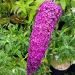 Βουδλέια Δαβίδειος Θάμνος (Buddleja davidii) | Καλοκαιρινά Λουλούδια για Γλάστρα & Κήπο, Φυλλοβόλοι Θάμνοι Βουδλέια Δαβίδειος Θάμνος (Buddleja davidii) | kipogeorgiki.live