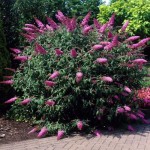 Βουδλέια Δαβίδειος Θάμνος (Buddleja davidii) | Καλοκαιρινά Λουλούδια για Γλάστρα & Κήπο, Φυλλοβόλοι Θάμνοι Βουδλέια Δαβίδειος Θάμνος (Buddleja davidii) | kipogeorgiki.live