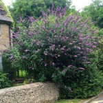 Βουδλέια Δαβίδειος Θάμνος (Buddleja davidii) | Καλοκαιρινά Λουλούδια για Γλάστρα & Κήπο, Φυλλοβόλοι Θάμνοι Βουδλέια Δαβίδειος Θάμνος (Buddleja davidii) | kipogeorgiki.live