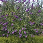 Βουδλέια Δαβίδειος Θάμνος (Buddleja davidii) | Καλοκαιρινά Λουλούδια για Γλάστρα & Κήπο, Φυλλοβόλοι Θάμνοι Βουδλέια Δαβίδειος Θάμνος (Buddleja davidii) | kipogeorgiki.live