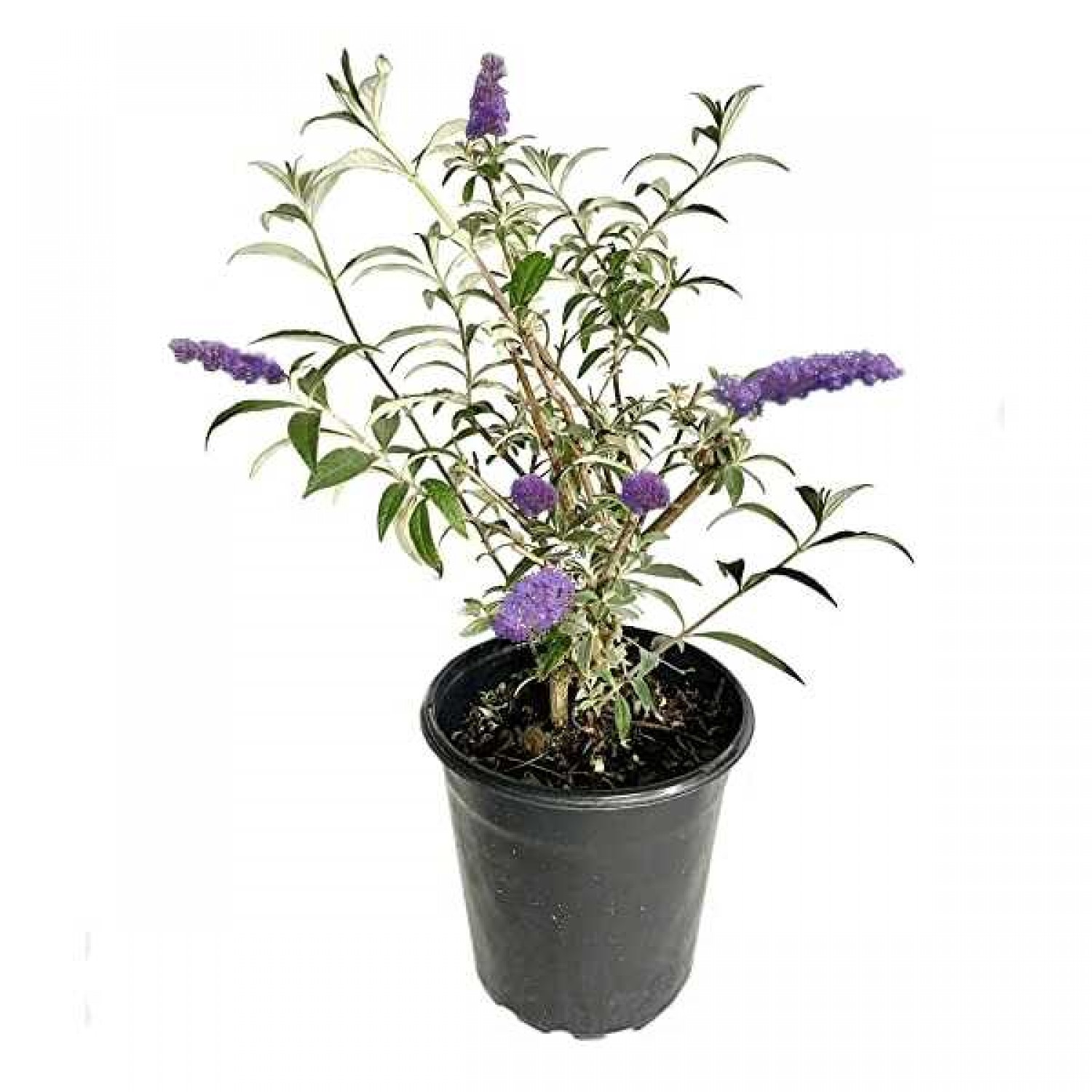 Dwarf Butterfly Bush (Buddleja davidii Nanho Purple) Dwarf Butterfly Bush (Buddleja davidii Nanho Purple) - Plants and Shrubs for Hedges and Flowering
